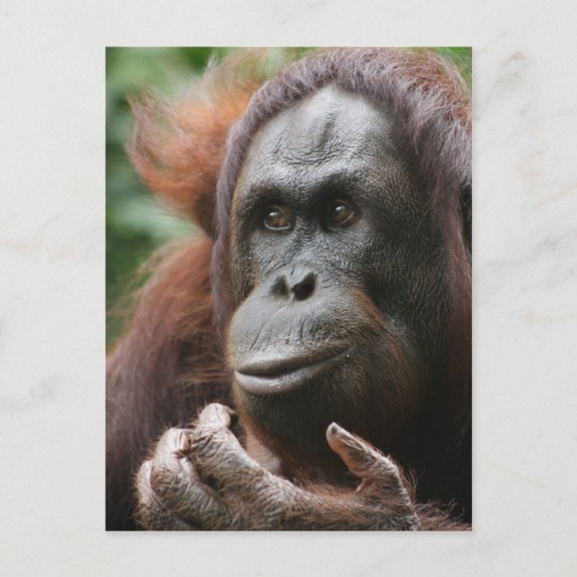 Orangutan Vykort (Framsida)