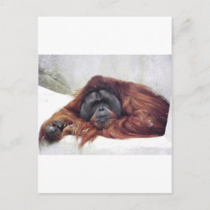 Orangutan Vykort