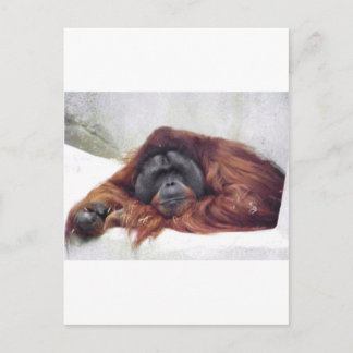 Orangutan Vykort