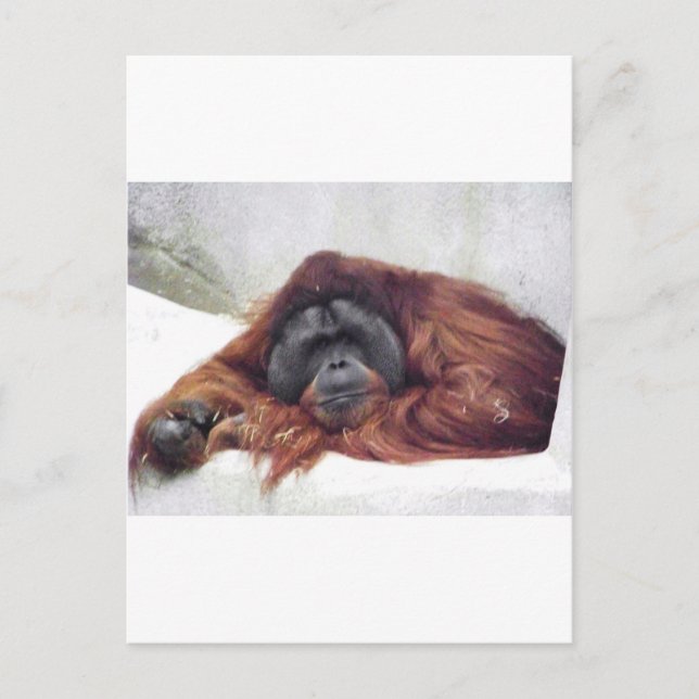 Orangutan Vykort (Framsida)