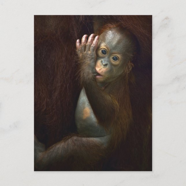Orangutan Vykort (Framsida)