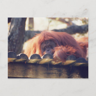 Orangutan Vykort