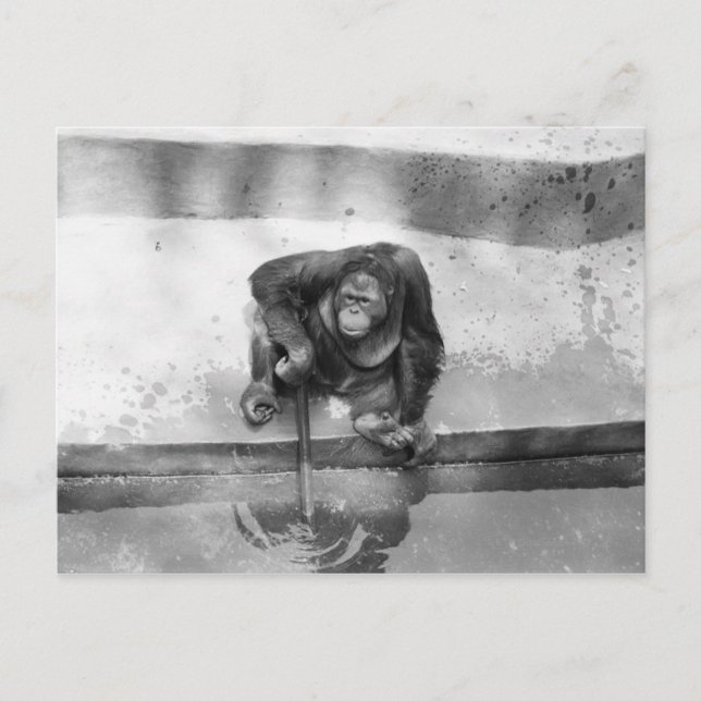 Orangutan Vykort (Framsida)