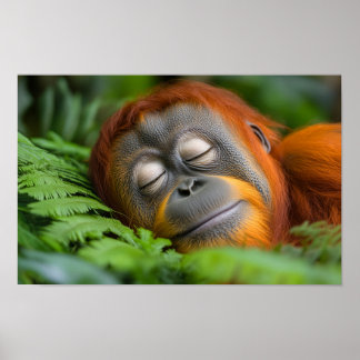 Orangutan Wild Animal Relaxing Portrait  Poster