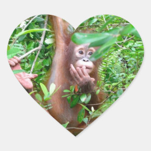Orangutanbaby i den Borneo djungeln Hjärtformat Klistermärke