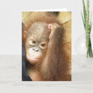 Orangutanbaby Kort