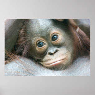 Orangutanbaby som är klängande till hans mor poster