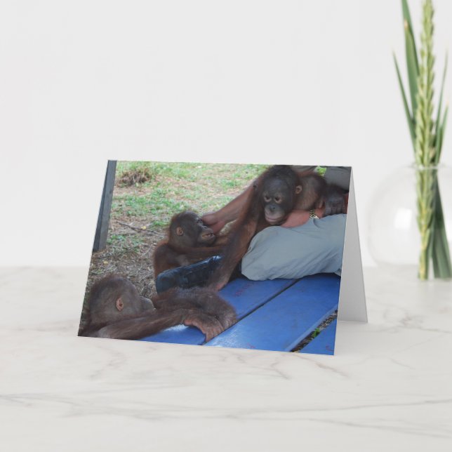 Orangutanbabyföräldralösar Kort (Framsida)