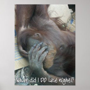 Orangutanbakrusaffisch Poster