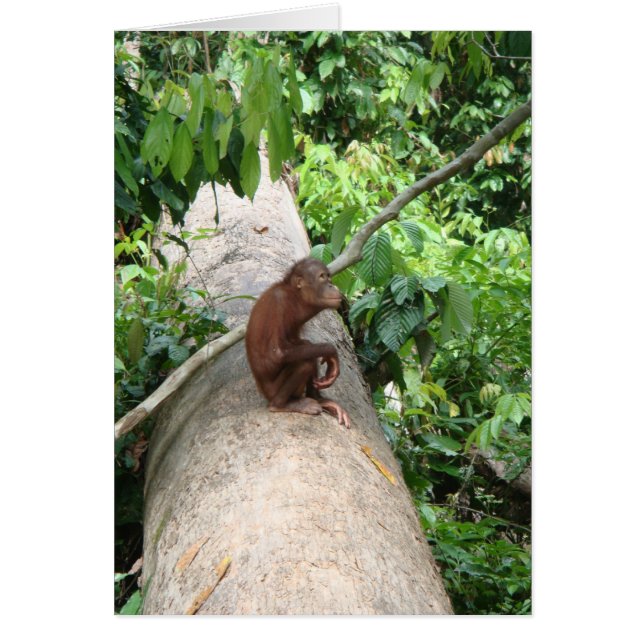 Orangutanen glömmer hälsningskort (Framsidan)