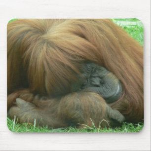 Orangutanen som ta sig en lur musen, vadderar musmatta