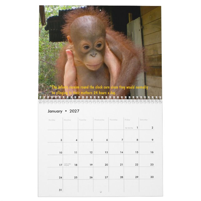 Orangutanföräldralösar Kalender (Jan 2027)