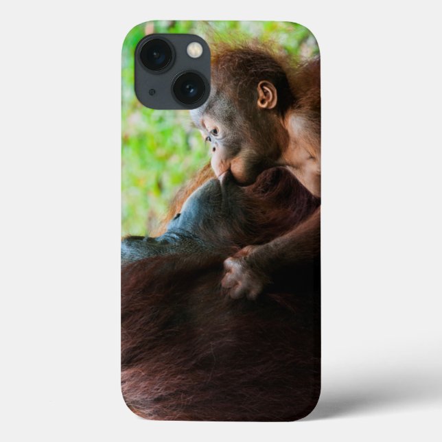Orangutang mamma och unge (Baksida)