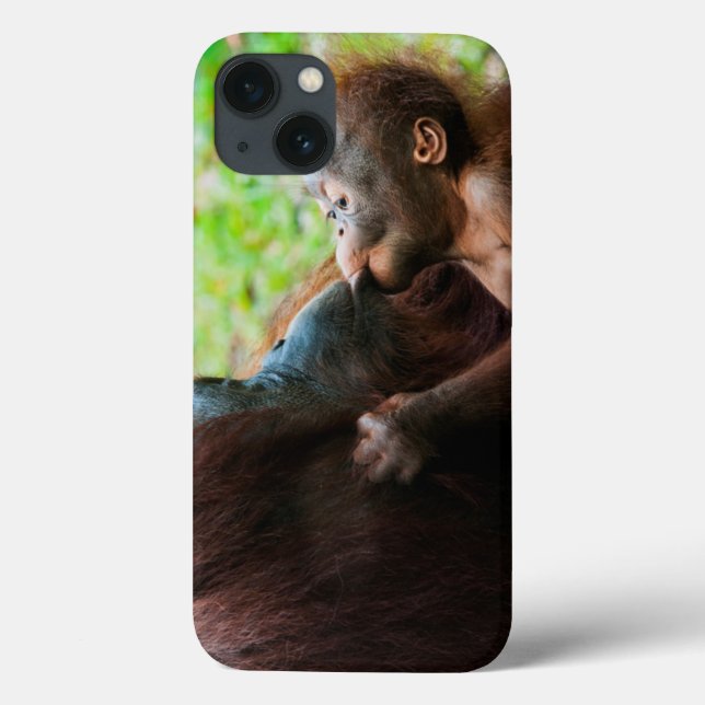 Orangutang mamma och unge (Baksida)