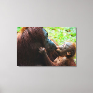 Orangutang mamma och unge canvastryck