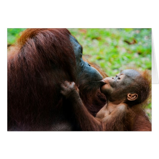 Orangutang mamma och unge hälsningskort (Framsidan Horizontal)