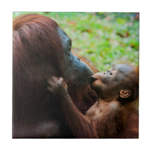 Orangutang mamma och unge kakelplatta