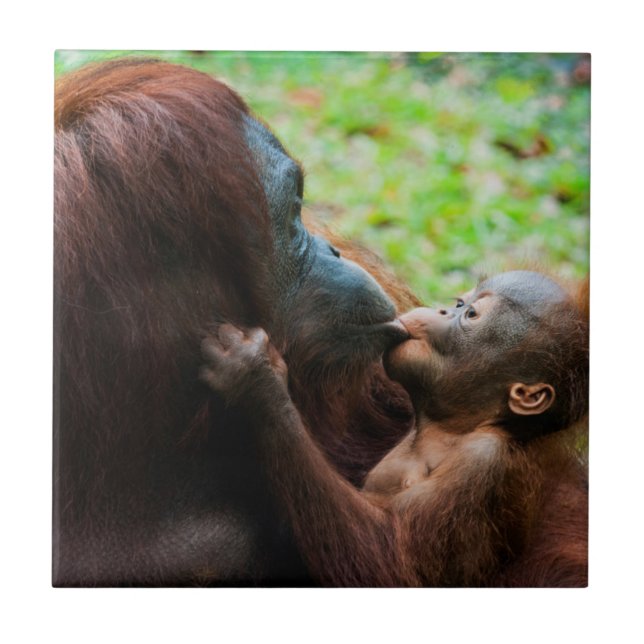 Orangutang mamma och unge kakelplatta (Framsidan)