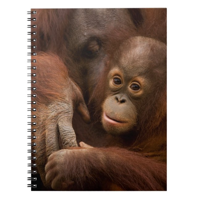 Orangutang mamma och unge på zoo anteckningsbok (Framsidan)