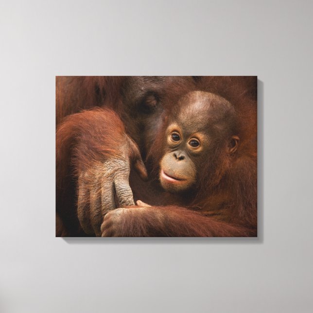 Orangutang mamma och unge på zoo canvastryck (Framsida)