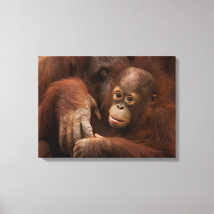 Orangutang mamma och unge på zoo canvastryck