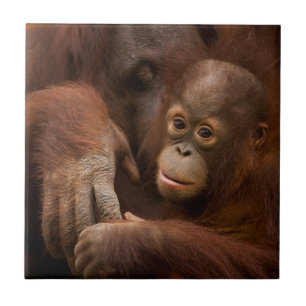 Orangutang mamma och unge på zoo kakelplatta