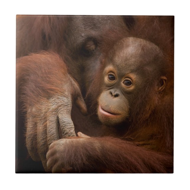Orangutang mamma och unge på zoo kakelplatta (Framsidan)