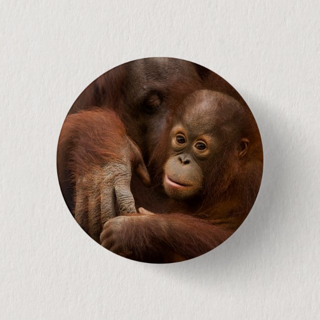 Orangutang mamma och unge på zoo knapp (Framsida)