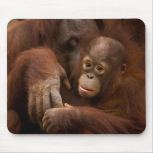Orangutang mamma och unge på zoo musmatta
