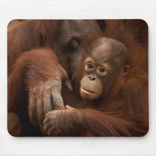 Orangutang mamma och unge på zoo musmatta (Framsidan)
