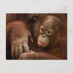 Orangutang mamma och unge på zoo vykort