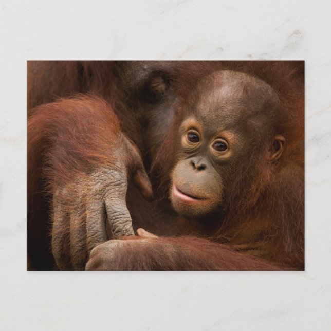 Orangutang mamma och unge på zoo vykort (Framsida)