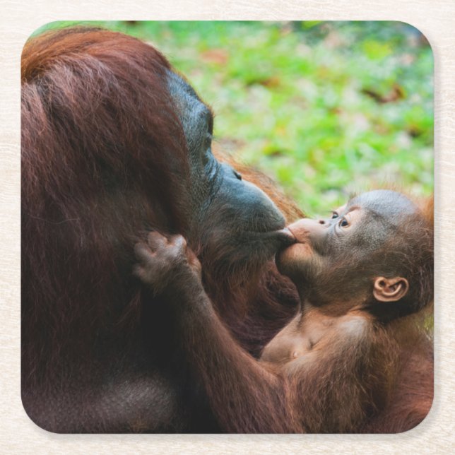 Orangutang mamma och unge underlägg papper kvadrat (Framsidan)