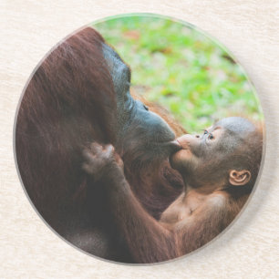 Orangutang mamma och unge underlägg sandsten