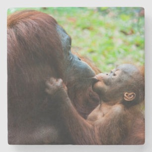 Orangutang mamma och unge underlägg sten