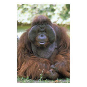 Orangutang Pongo Pygmaeus Fototryck