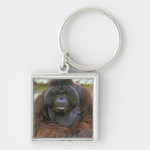Orangutang Pongo Pygmaeus Fyrkantig Silverfärgad Nyckelring