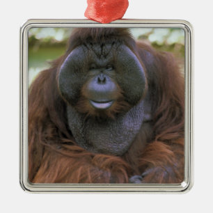 Orangutang Pongo Pygmaeus Julgransprydnad Metall