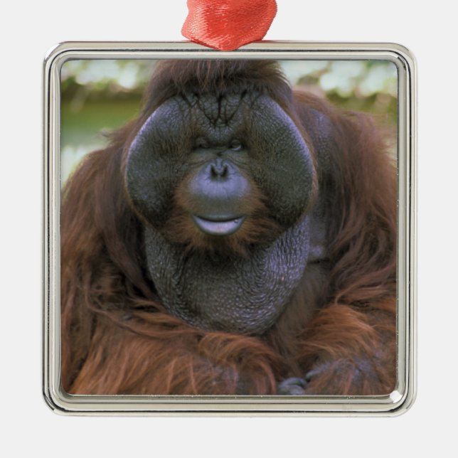 Orangutang Pongo Pygmaeus Julgransprydnad Metall (Framsidan)