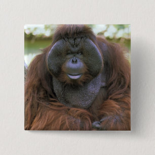 Orangutang Pongo Pygmaeus Knapp