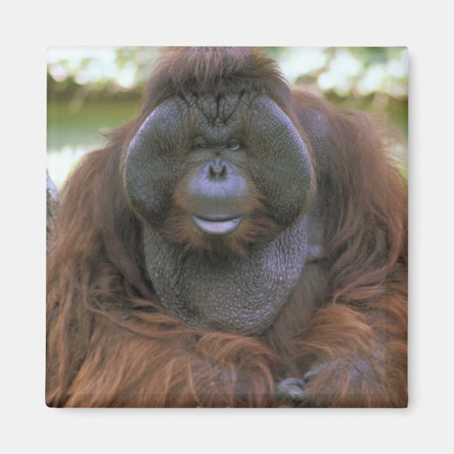 Orangutang Pongo Pygmaeus Magnet (Framsidan)