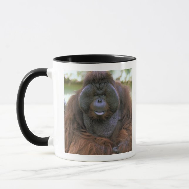 Orangutang Pongo Pygmaeus Mugg (Vänster)