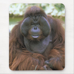Orangutang Pongo Pygmaeus Musmatta
