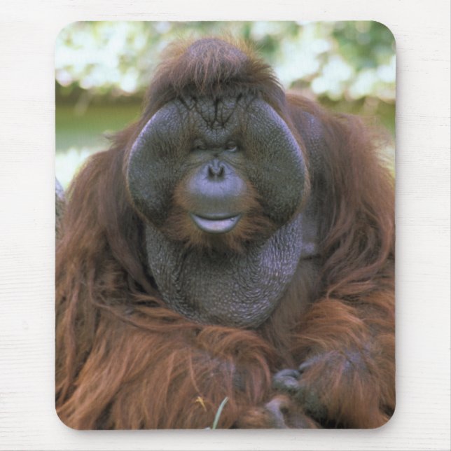 Orangutang Pongo Pygmaeus Musmatta (Framsidan)