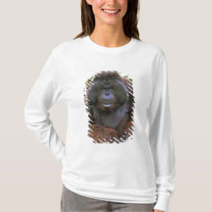 Orangutang Pongo Pygmaeus T-shirt