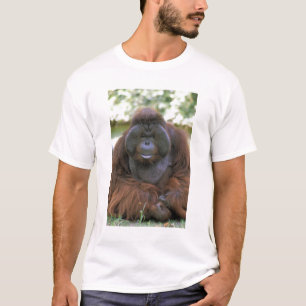 Orangutang Pongo Pygmaeus T-shirt