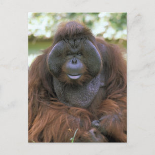 Orangutang Pongo Pygmaeus Vykort