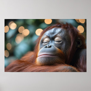 Orangutang Vild Djur Avslappnad Porträtt Poster