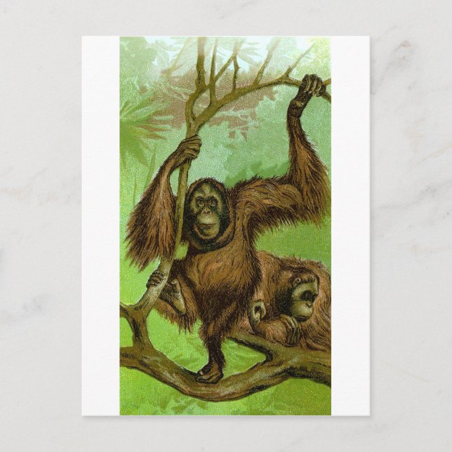 Orangutang Vykort (Framsida)