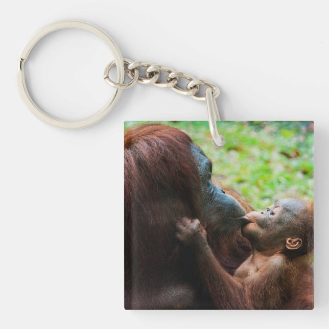 Orangutangmoder med unge (Framsidan)
